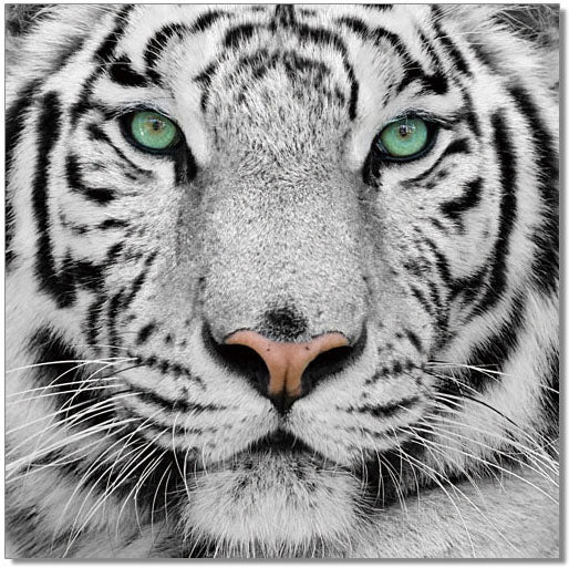 J&M Furniture Wall Art Black & White Tiger