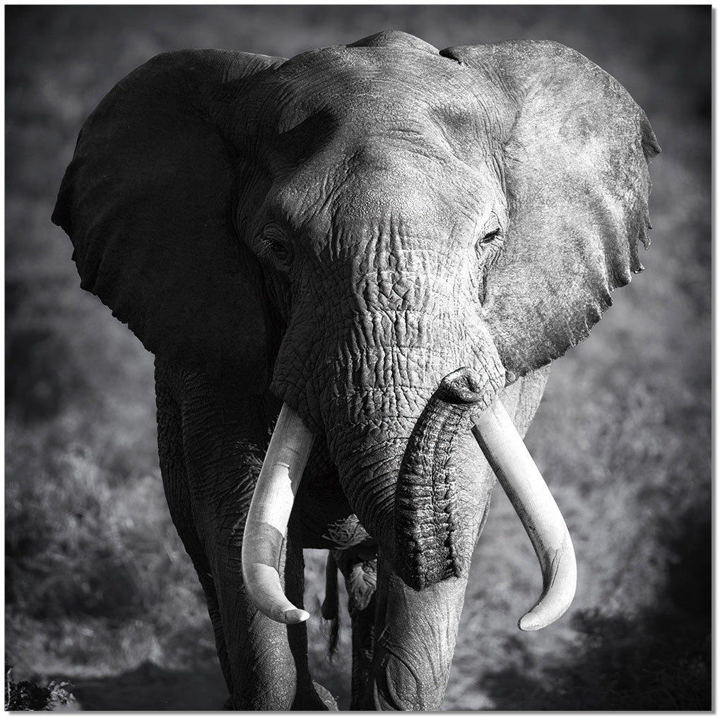 J&M Furniture Wall Art Elephant Power