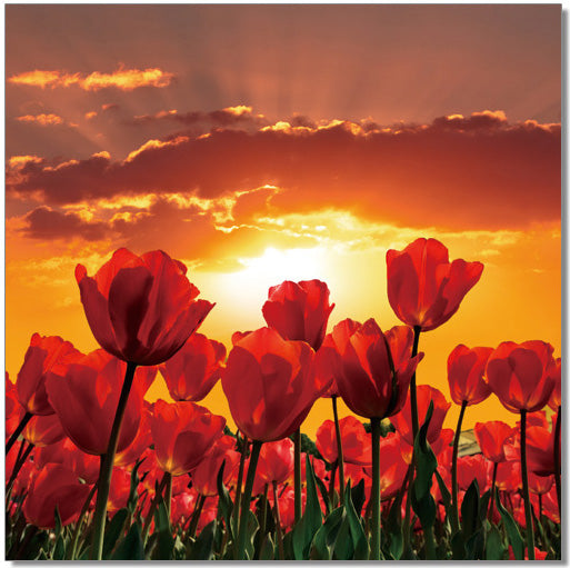 J&M Furniture Wall Art Flowers in Bloom