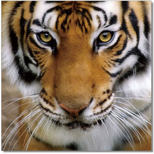 J&M Furniture Wall Art Tiger