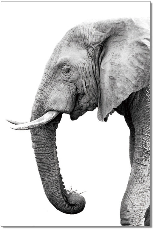 J&M Furniture Wall Art Tusk